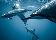 开云APP-张外龙：为了荣誉和精神去战斗卡尔德克不愧是队长